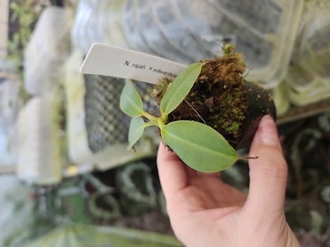 商品一覧 | Y's Exotics （山田食虫植物農園）