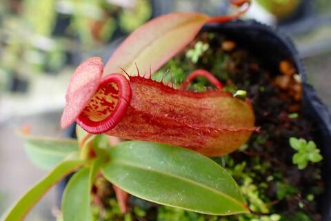 Nepenthes（ネペンテス/ウツボカズラ）の商品一覧 | Y's Exotics