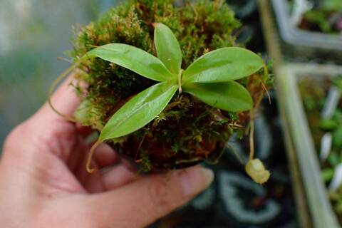 商品一覧 - Y's Exotics （山田食虫植物農園）