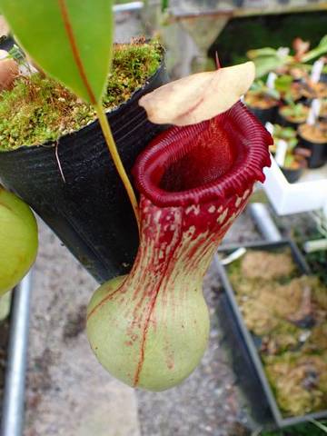 Nepenthes（ネペンテス/ウツボカズラ）の商品一覧 | Y's Exotics （山田食虫植物農園）