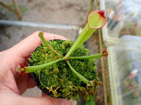 商品一覧 - Y's Exotics （山田食虫植物農園）