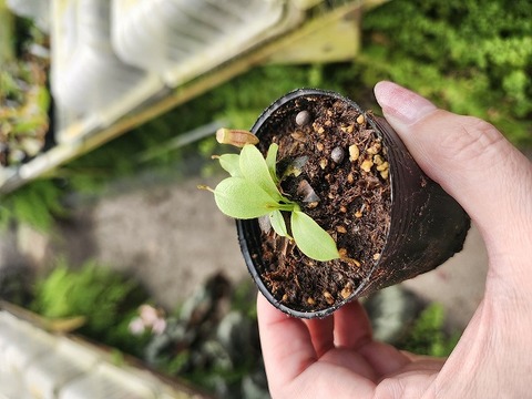 R343 1-3 N. rajah JH Y's Lab 