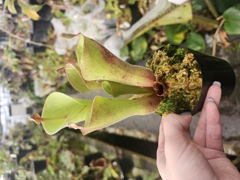 ヘリアンフォラ H.uncinata 食虫植物 商品一覧 - Y's Exotics （山田食虫植物農園）