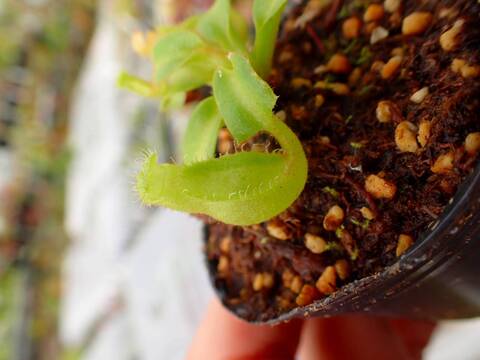 E109 5-1 [YA-3] N. truncata 広島実生系 Y's Lab