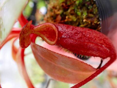 商品一覧 - Y's Exotics （山田食虫植物農園）