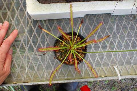 tarou　3種　ガメラG2 2種とドロセラ　種子30個 Drosera（ドロセラ/モウセンゴケ）の商品一覧 | Y's Exotics