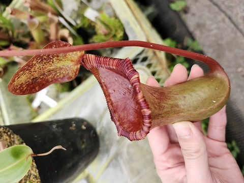 ネペンテス ハマタ 000000003786_eGTpZKN.jpg