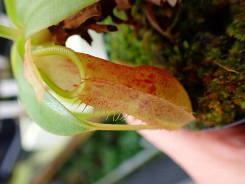 食虫植物　お知らせ用 Y's Exotics （山田食虫植物農園）