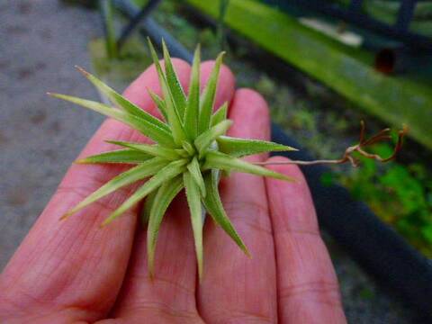 Tillandsia (ティランジア/エアープランツ）の商品一覧 | Y's Exotics （山田食虫植物農園）