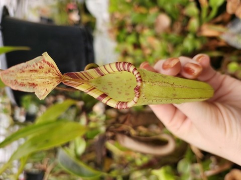 商品一覧 - Y's Exotics （山田食虫植物農園）