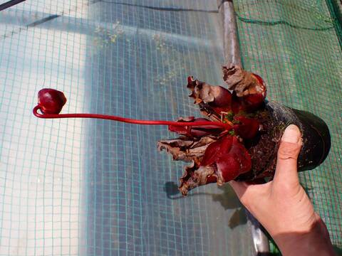 R176 S. purpurea ssp. venosa (伊勢花菖蒲園選別丸形株 No.90) MS