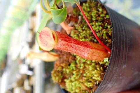 M*O様 食虫植物　ネペンテス　ミックスアソート3種4鉢　　観葉植物 M*O様 食虫植物 ネペンテス ミックスアソート3種4鉢 観葉植物