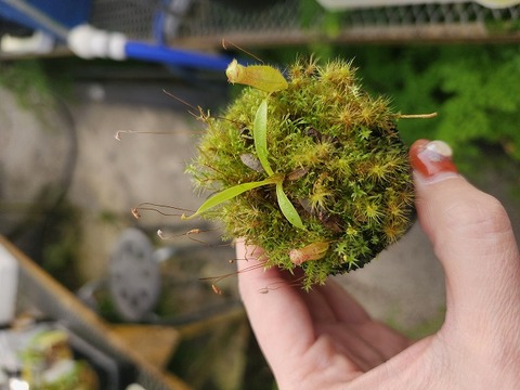 商品一覧 - Y's Exotics （山田食虫植物農園）