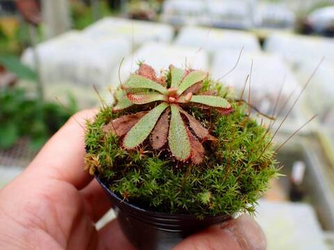 商品一覧 - Y's Exotics （山田食虫植物農園）