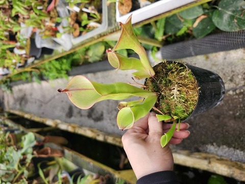 商品一覧 - Y's Exotics （山田食虫植物農園）