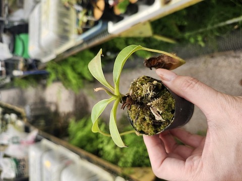 ぱんち苗 商品一覧 - Y's Exotics （山田食虫植物農園）