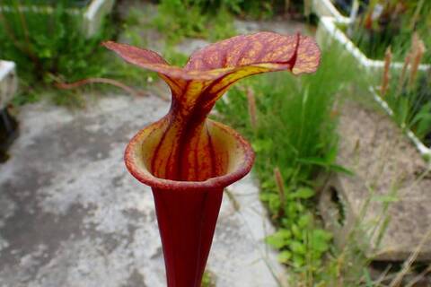 商品一覧 | Y's Exotics （山田食虫植物農園）