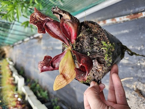 O109 S. purpurea ssp. venosa (伊勢花菖蒲園選別丸形株 No.80) MS