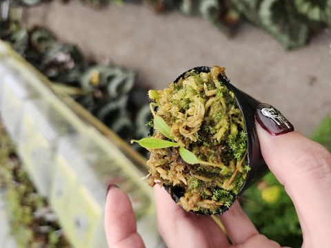 食虫植物　お知らせ用 Y's Exotics （山田食虫植物農園）