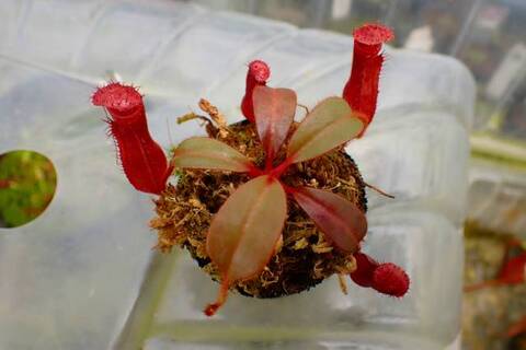 Nepenthes（ネペンテス/ウツボカズラ）の商品一覧 | Y's Exotics