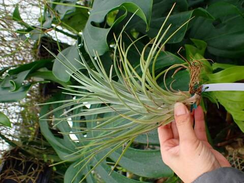 商品一覧 - Y's Exotics （山田食虫植物農園）