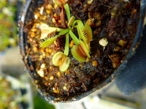 Dionaea muscipula（ディオネア/ハエトリソウ）の商品一覧