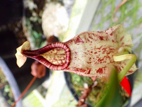 商品一覧 - Y's Exotics （山田食虫植物農園）