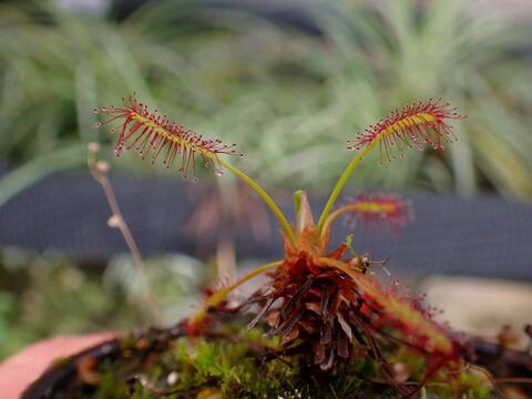 G465 4-1 D. capensis {Vogelat Nature Reserve, near Harmanus, RSA} BCP