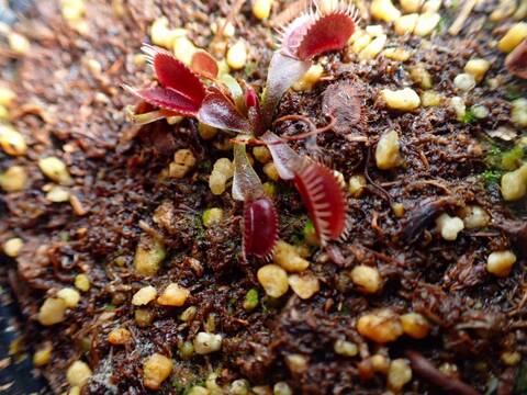 O175 5-2 Dionaea muscipula `Akai Ryu' BCP