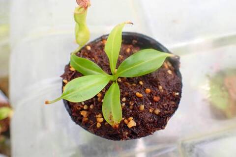 teatネペン Nepenthes（ネペンテス/ウツボカズラ）の商品一覧 | Y's Exotics