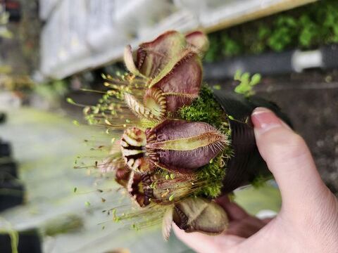 Cephalotus follicularis （セファロタス/フクロノユキノシタ）の商品一覧 | Y's Exotics （山田食虫植物農園）