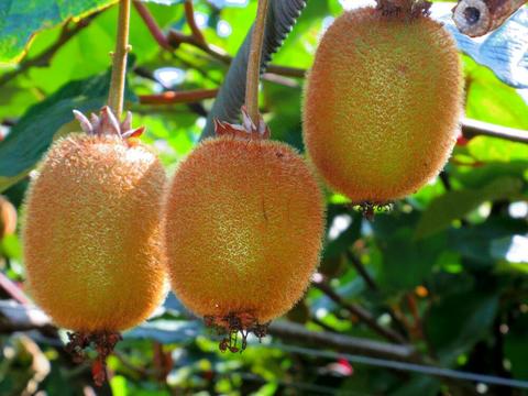 キウイフルーツ ４０個/岐阜県産/2022年産栽培期間中、化学農薬不使用・化学肥料不使用